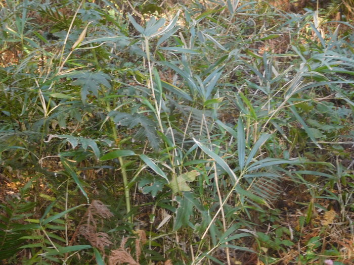 d0098363_17505973.jpg