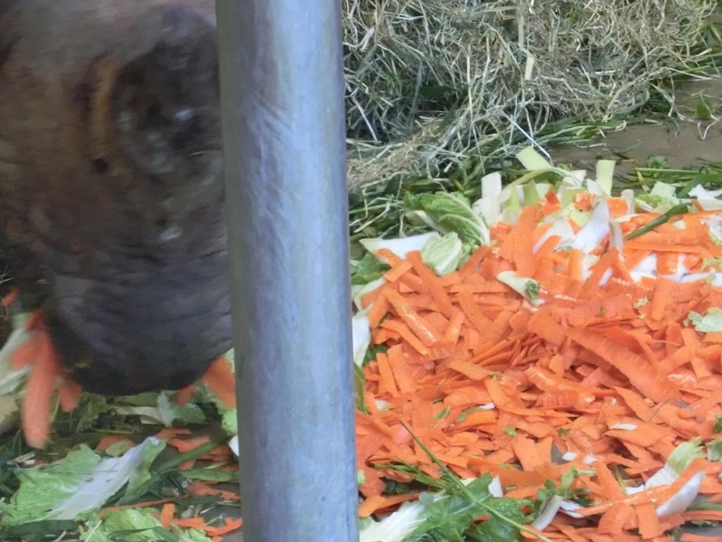 美味しそうに食べる多摩動物公園のインドサイ・ナラヤニ♀ 2017.11.17_e0266067_13232383.jpg