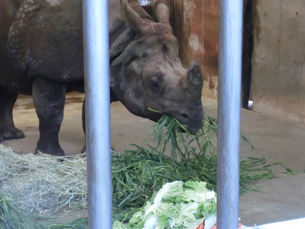 美味しそうに食べる多摩動物公園のインドサイ・ナラヤニ♀ 2017.11.17_e0266067_13252824.jpg