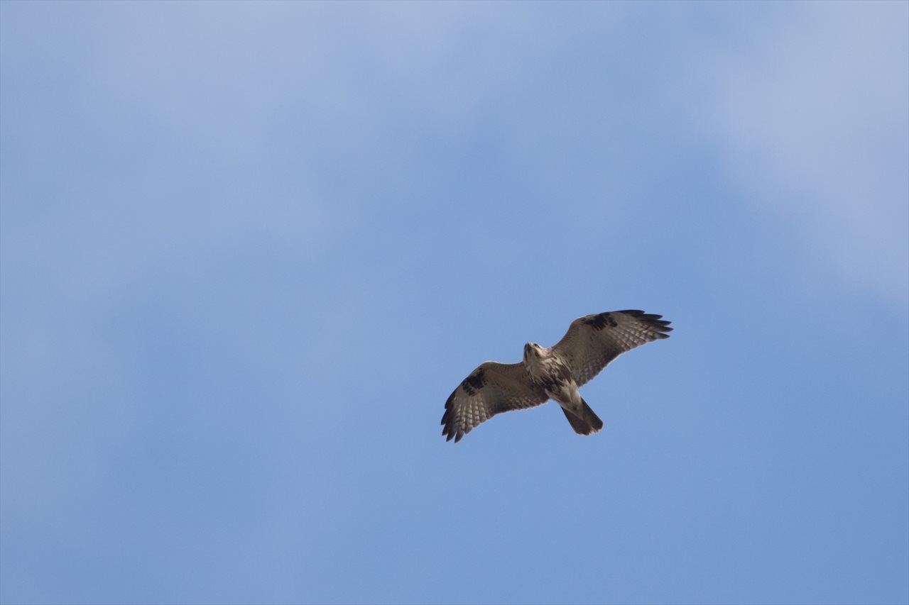 曇り空の下、出会った野鳥たち_a0150374_18502525.jpg