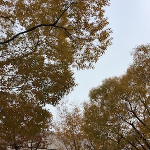 紅葉の公園から 12月の予定です_a0191183_17551656.jpg