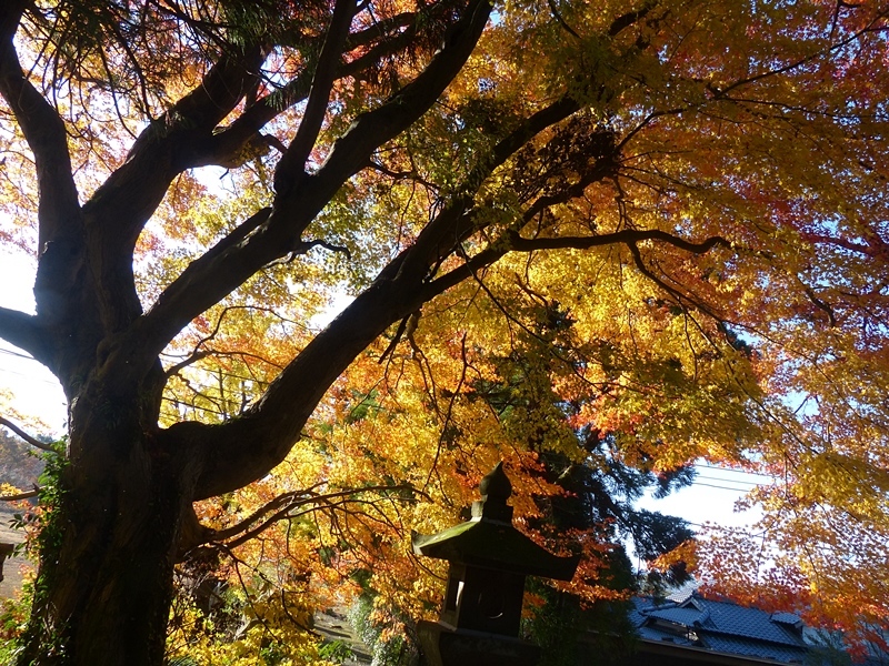 一筋縄ではいかない里山、甲佐岳_f0357487_21291555.jpg