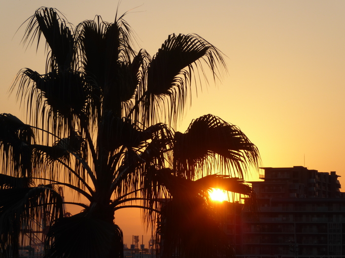 マガモ大サービス・六甲アイランド桜・南京黄櫨・欅・夕日_d0261298_01375.jpg