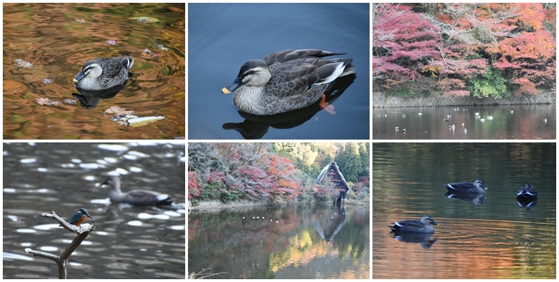 岐阜公園と岐阜の松尾池の鳥たち_b0379709_16521186.jpg