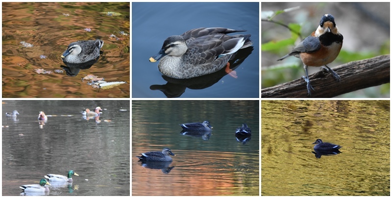 岐阜公園と岐阜の松尾池の鳥たち_b0379709_16521880.jpg