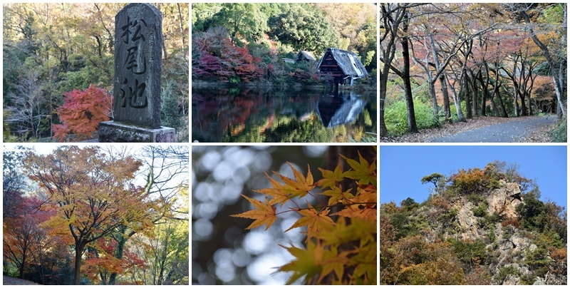 岐阜公園と岐阜の松尾池の鳥たち_b0379709_16523268.jpg