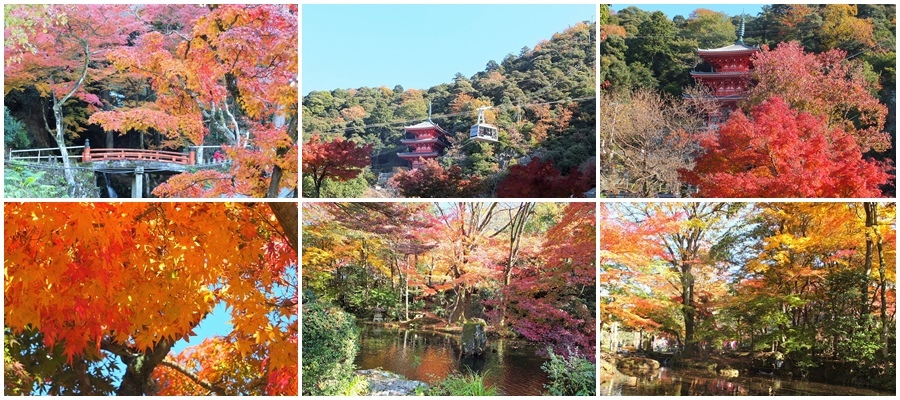 岐阜公園と岐阜の松尾池の鳥たち_b0379709_16525967.jpg