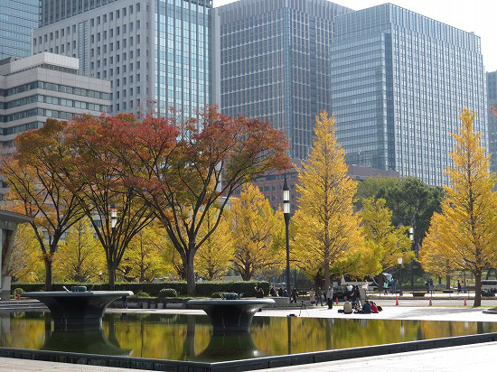 東京駅界隈の紅葉と、東御苑二の丸雑木林で咲く花_e0255509_2037407.jpg