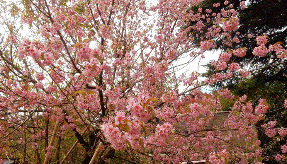 f0231709_00200610.gif