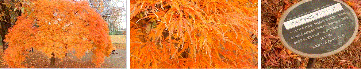 f0231709_00375632.gif
