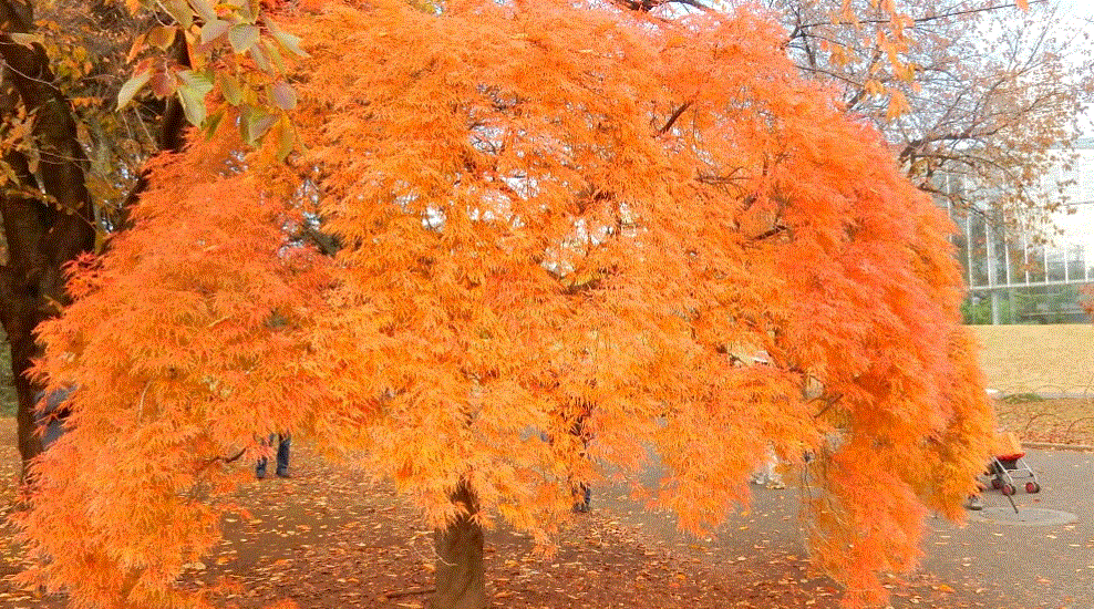 f0231709_00382695.gif