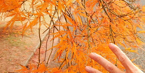 f0231709_00470426.gif