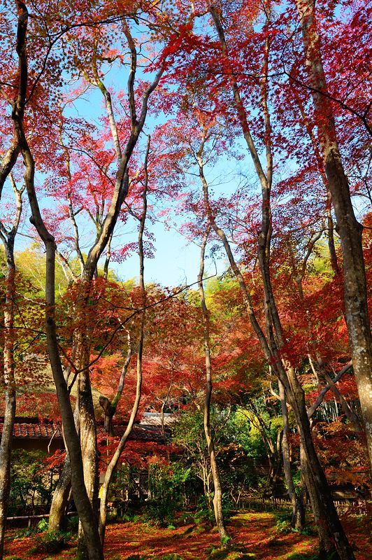 2017京都の紅葉･嵯峨野　祇王寺_f0032011_20105682.jpg