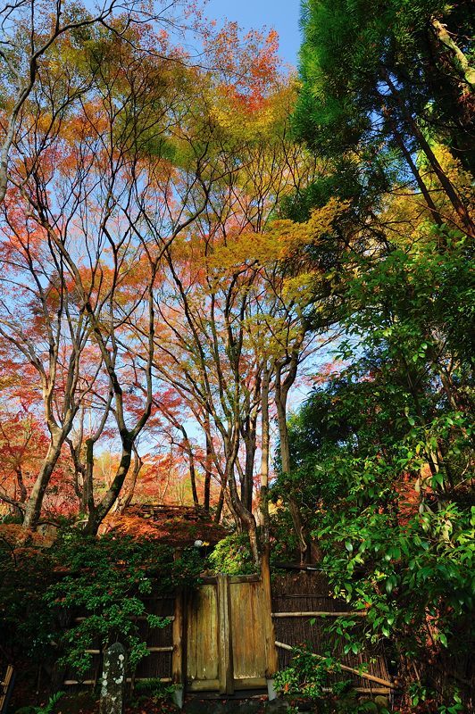 2017京都の紅葉･嵯峨野　祇王寺_f0032011_20105751.jpg