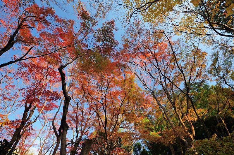 2017京都の紅葉･嵯峨野　祇王寺_f0032011_20105803.jpg