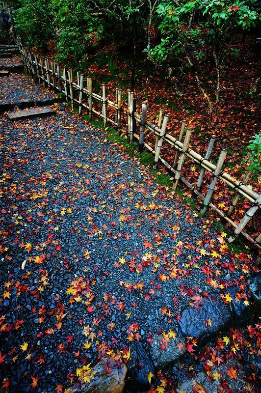 2017京都の紅葉･嵯峨野　祇王寺_f0032011_20105843.jpg