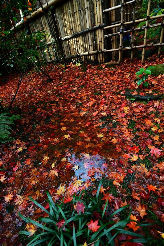 2017京都の紅葉･嵯峨野　祇王寺_f0032011_20105874.jpg