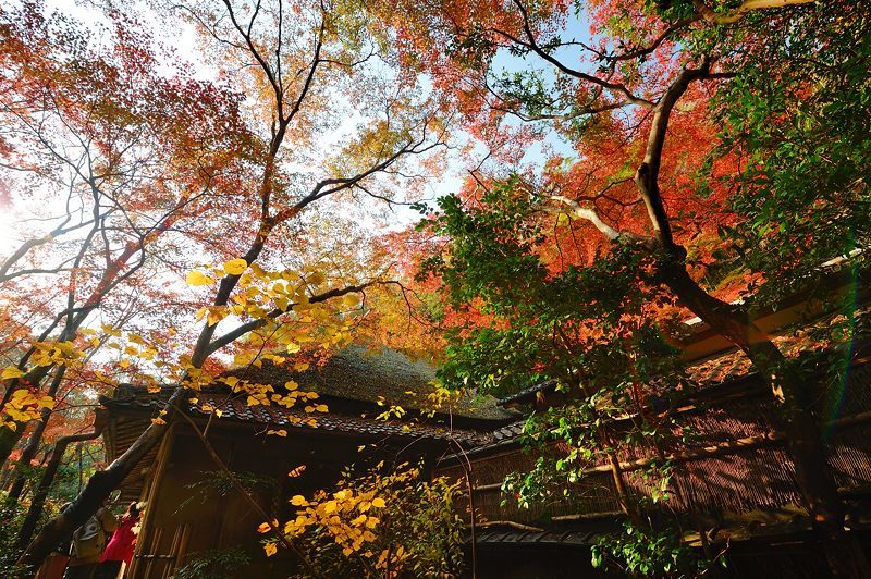 2017京都の紅葉･嵯峨野　祇王寺_f0032011_20220454.jpg