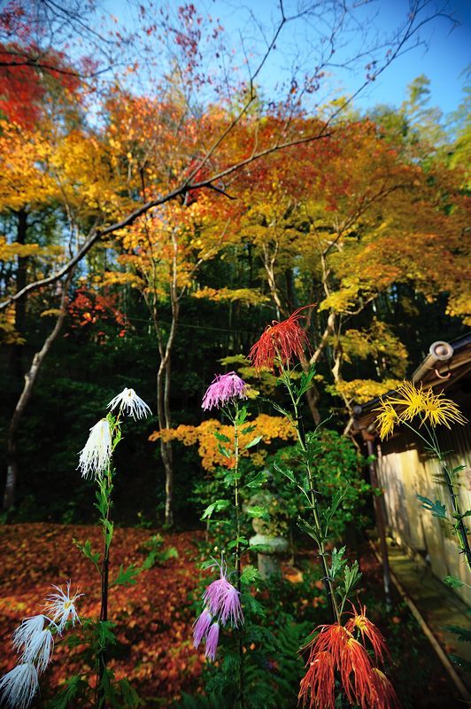 2017京都の紅葉･嵯峨野　祇王寺_f0032011_20220548.jpg