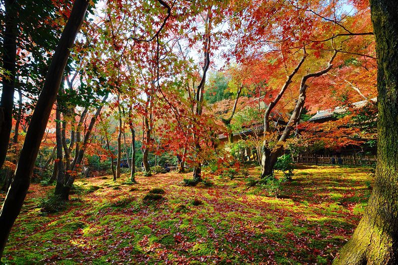 2017京都の紅葉･嵯峨野　祇王寺_f0032011_20220607.jpg