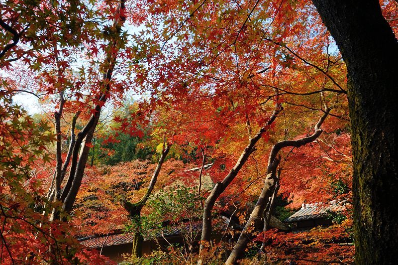 2017京都の紅葉･嵯峨野　祇王寺_f0032011_20220648.jpg