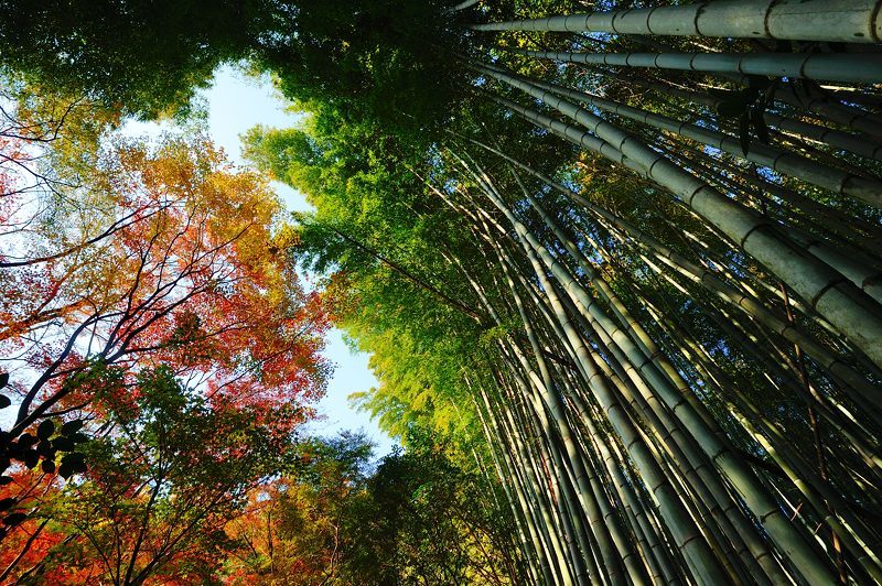 2017京都の紅葉･嵯峨野　祇王寺_f0032011_20220655.jpg