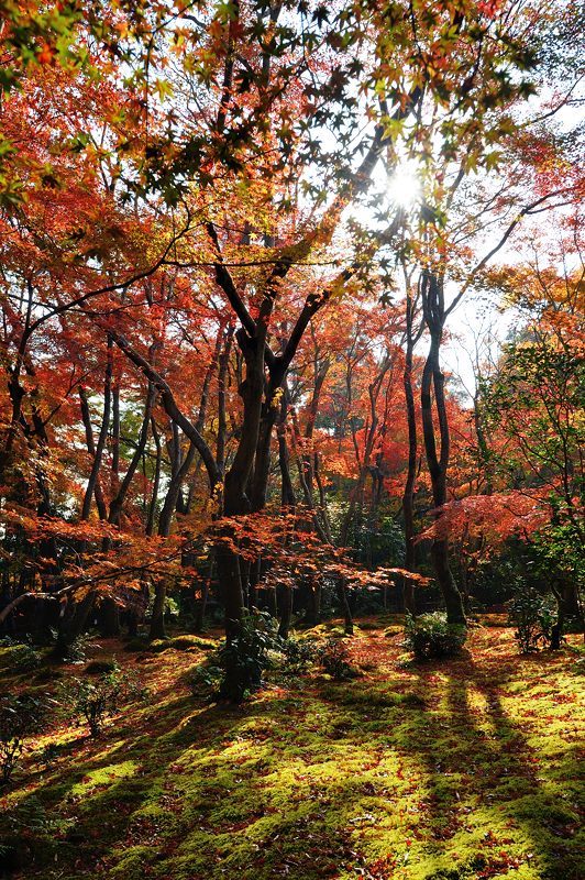 2017京都の紅葉･嵯峨野　祇王寺_f0032011_20220791.jpg