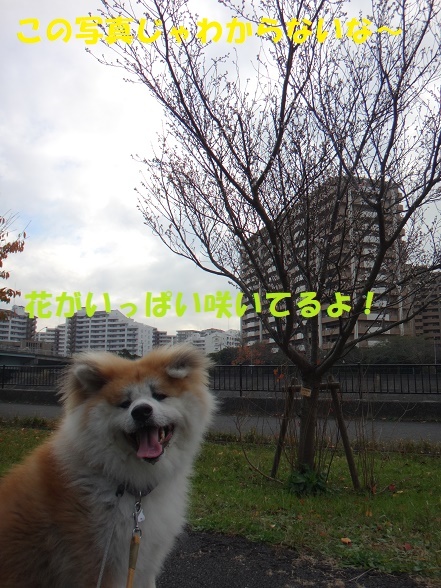 f0121712_08171416.jpg