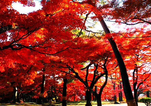 殿ヶ谷戸庭園の紅葉　（１１月２８日）_a0023315_10462091.jpg