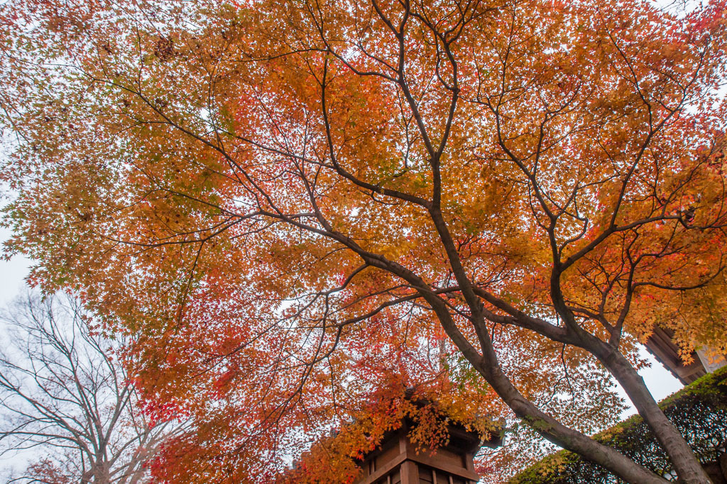 能仁寺の紅葉_b0010915_22041134.jpg