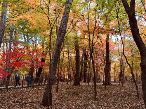 平林寺の紅葉_b0071624_17330882.jpg