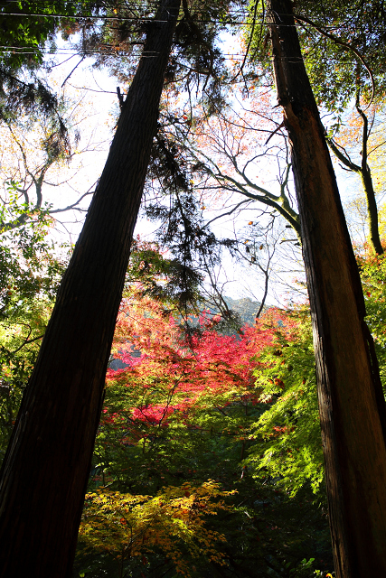 紅葉の八幡市 －神應寺－_b0169330_22394075.jpg