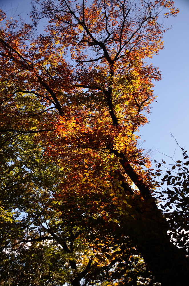 高尾山　秋晴れの紅色_a0287533_22054989.jpg