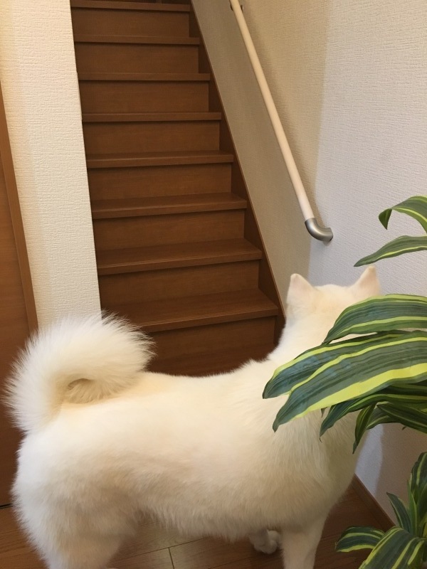 e0364035_01433781.jpeg