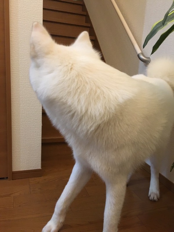 e0364035_01435424.jpeg