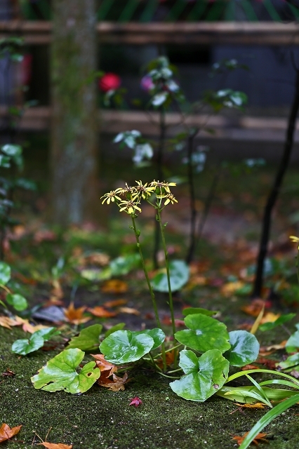 a0242438_18034017.jpg
