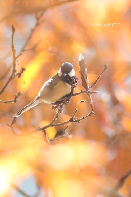 真岡井頭公園　～紅葉と鳥三昧～_e0227942_22242981.jpg