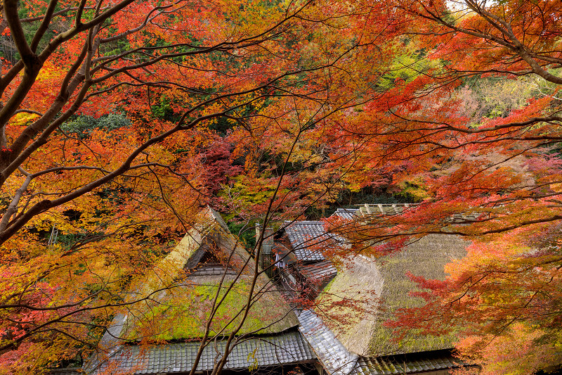 京都の紅葉2017 嵯峨野ぶらり_f0155048_2333113.jpg