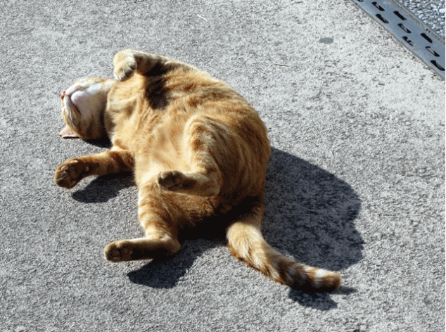 b0009849_14123886.gif