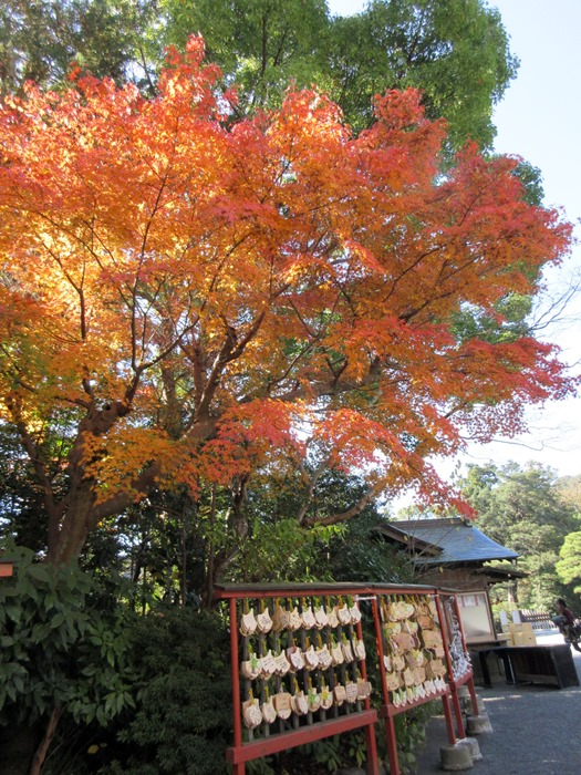 【鎌倉】鶴岡八幡宮の紅葉2017_b0009849_14424655.jpg