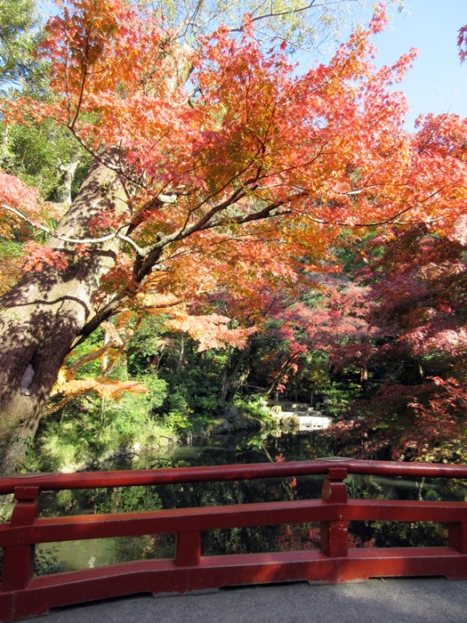 【鎌倉】鶴岡八幡宮の紅葉2017_b0009849_14551054.jpg