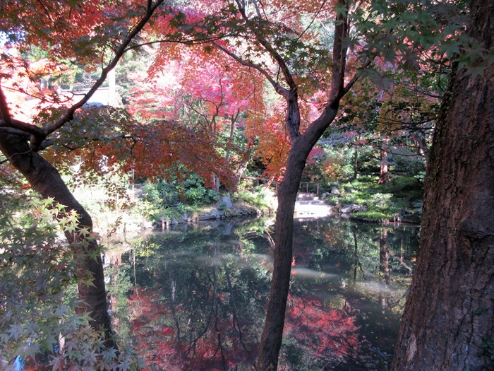 【鎌倉】鶴岡八幡宮の紅葉2017_b0009849_14552264.jpg