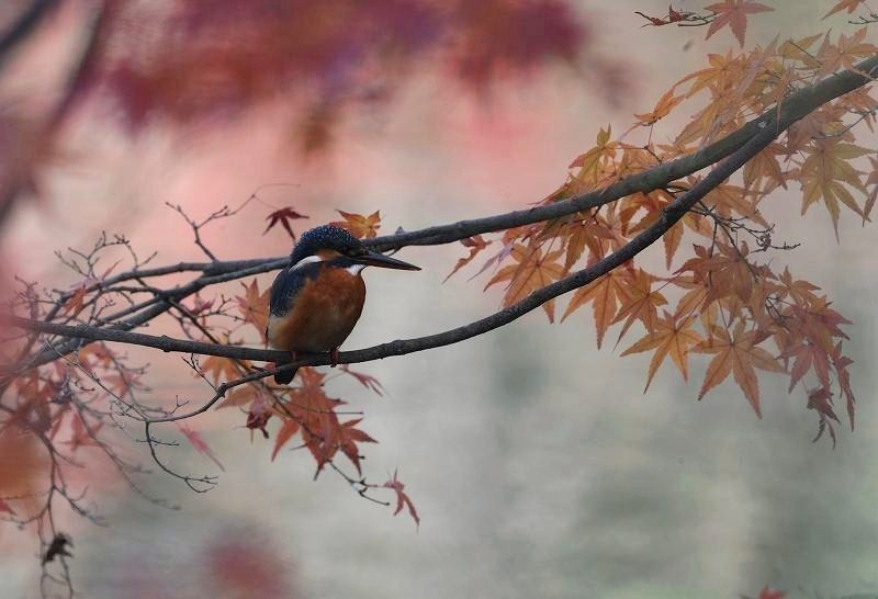 カワセミ・・・紅葉の池にて_c0233349_12164815.jpg