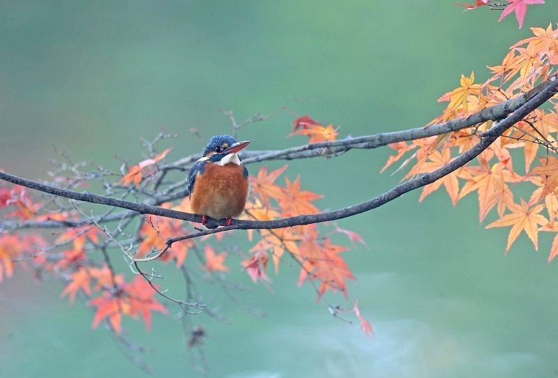 カワセミ・・・紅葉の池にて_c0233349_12171078.jpg