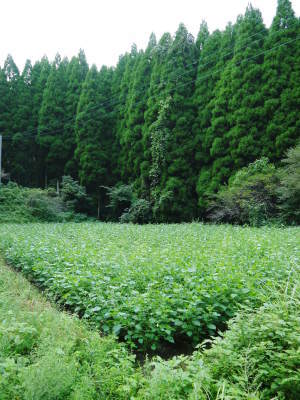 無農薬・無化学肥料で育てる「菊池水源産エゴマ」 平成29年度のエゴマの収穫や脱穀作業と第3回エゴマ部会_a0254656_08534267.jpg