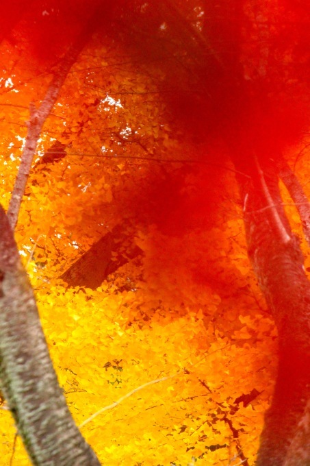 a0248459_19463622.jpg