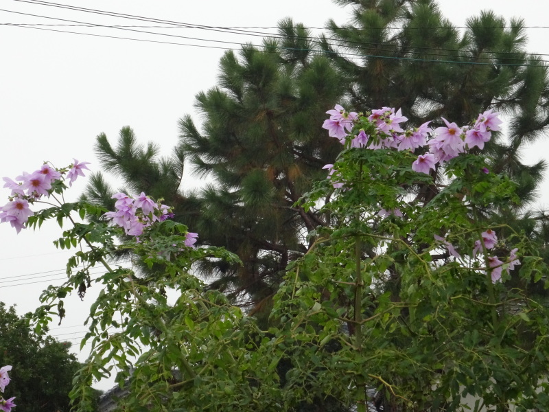 シャクヤク移植・・・我が家の花壇_c0108460_16181201.jpg