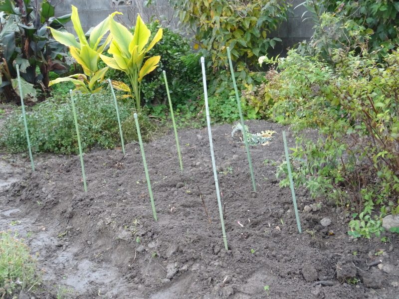 シャクヤク移植・・・我が家の花壇_c0108460_16183712.jpg