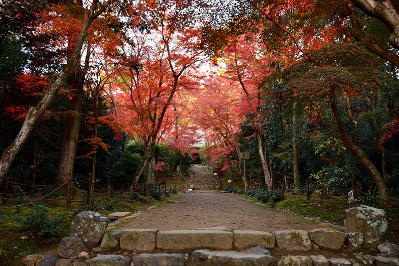 浄住寺 紅葉 ちょっとそこまで 浄住寺 紅葉 ちょっとそこまで