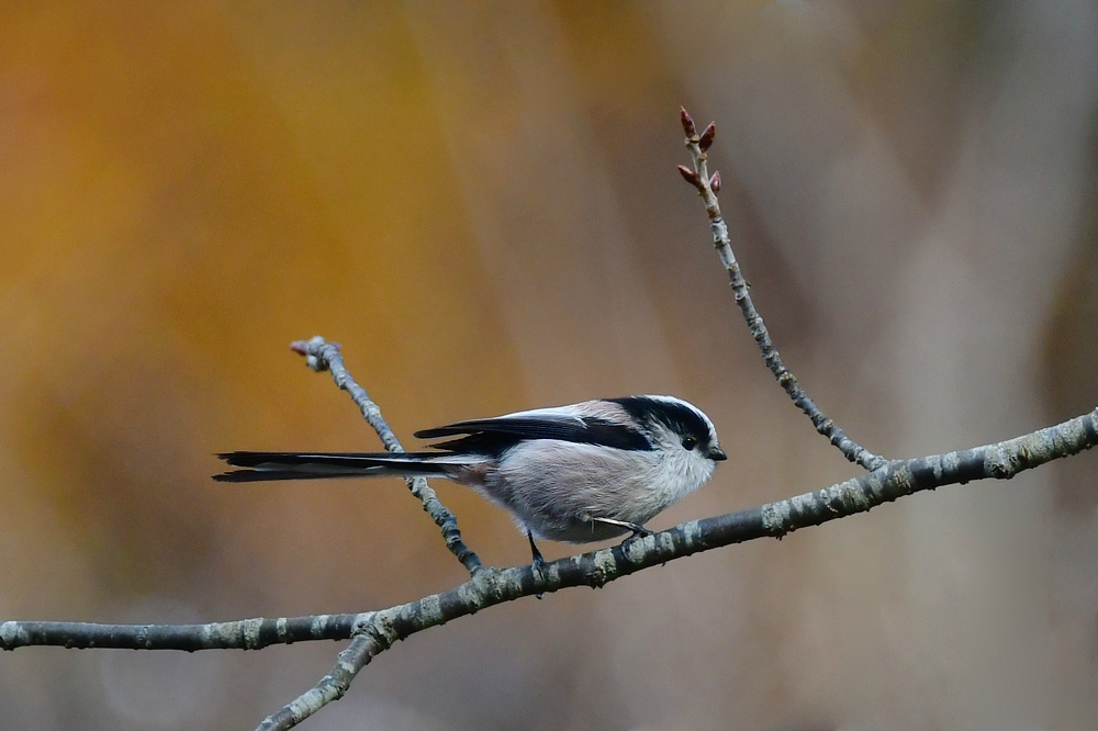 紅葉の中の鳥さん ルリビタキ エナガ_f0053272_22050668.jpg